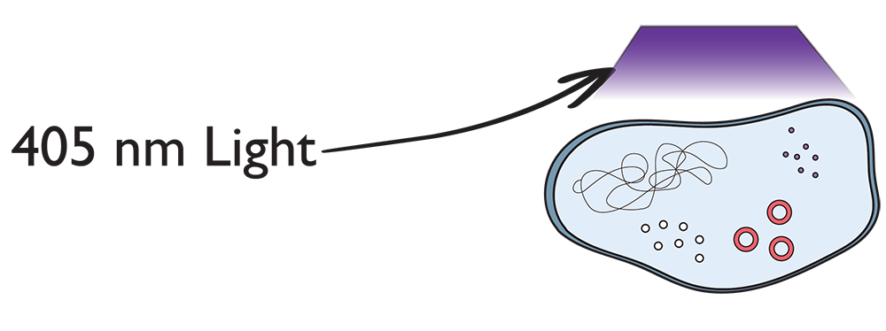 405 nm Light