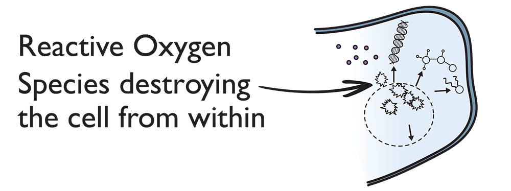 Reactive Oxygen Species destroying the cell from within